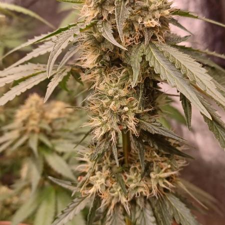 Forbidden Fruit  rQs