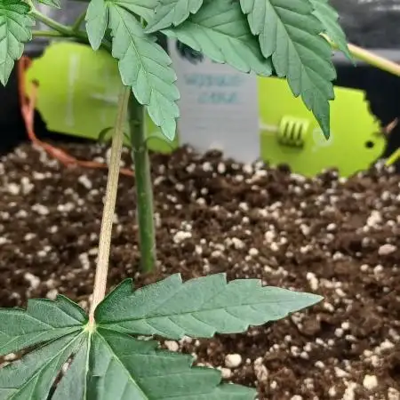 Wedding cake rQs