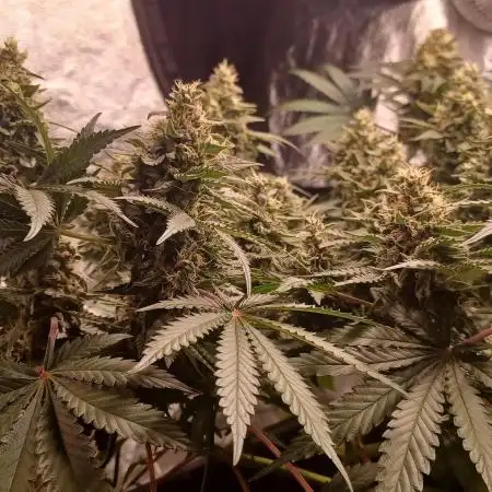 Wedding cake rQs