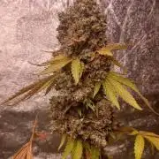 Forbidden Fruit  rQs
