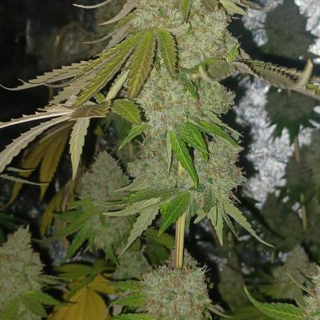 Forbidden Fruit  rQs