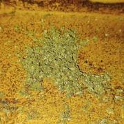 Appel Fritter Auto.. rQs
