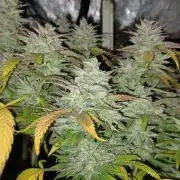 Vers l'inconnu et au-delà..