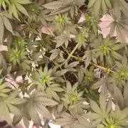 Forbidden Fruit rQs