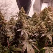 Wedding cake rQs