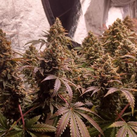 Wedding cake rQs