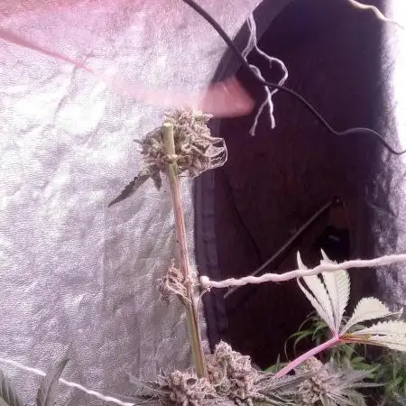 Mimosa & Kush ... RQS