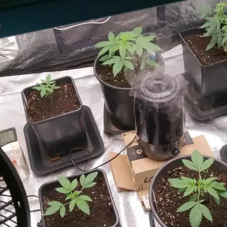 Mimosa & Kush ... RQS