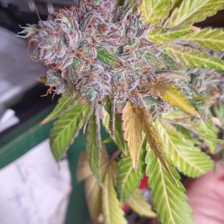 Forbidden Fruit  rQs