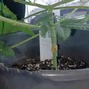 Forbidden Fruit  rQs