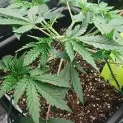 Wedding cake rQs