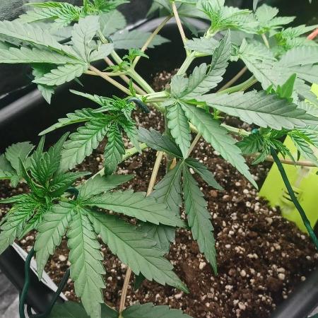 Wedding cake rQs