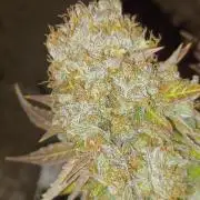 Wedding cake rQs