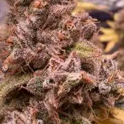 Forbidden Fruit  rQs