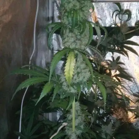 Mimosa & Kush ... RQS