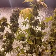 Forbidden Fruit  rQs