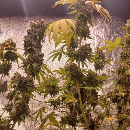 Forbidden Fruit  rQs
