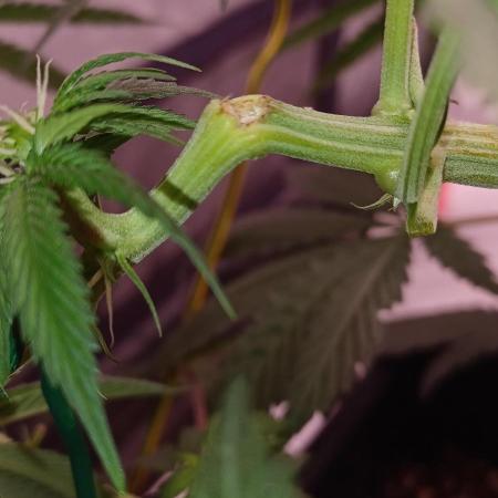 Wedding cake rQs