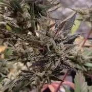 Appel Fritter Auto.. rQs