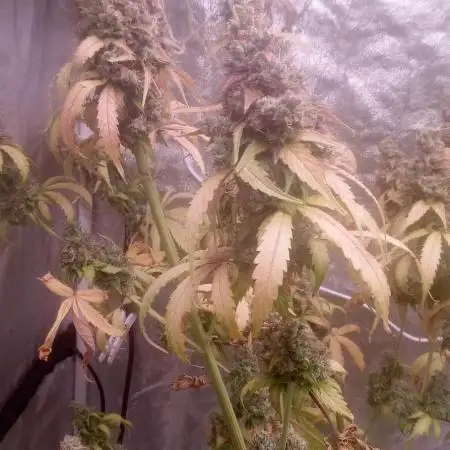 Mimosa & Kush ... RQS