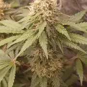 Forbidden Fruit  rQs