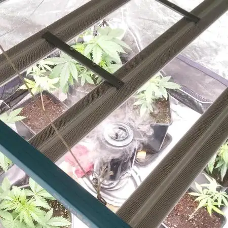 Mimosa & Kush ... RQS