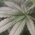 Mimosa & Kush ... RQS