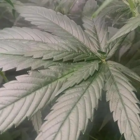 Mimosa & Kush ... RQS