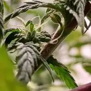 Vers l'inconnu et au-delà..