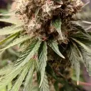 Forbidden Fruit  rQs