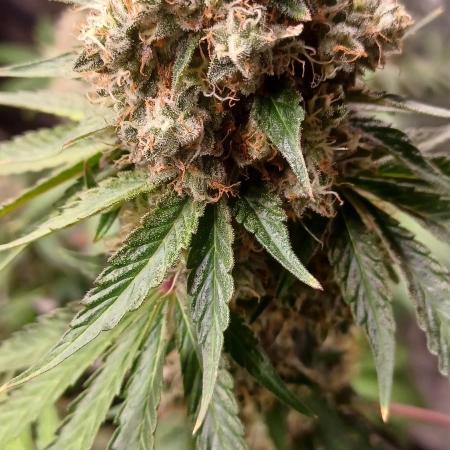 Forbidden Fruit  rQs