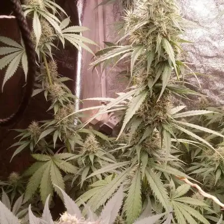 Mimosa & Kush ... RQS
