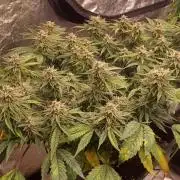 Vers l'inconnu et au-delà..