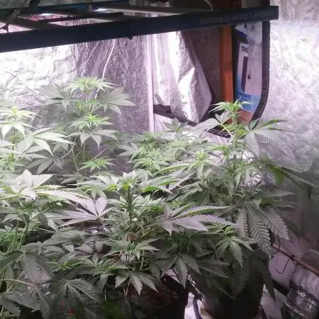 Mimosa & Kush ... RQS