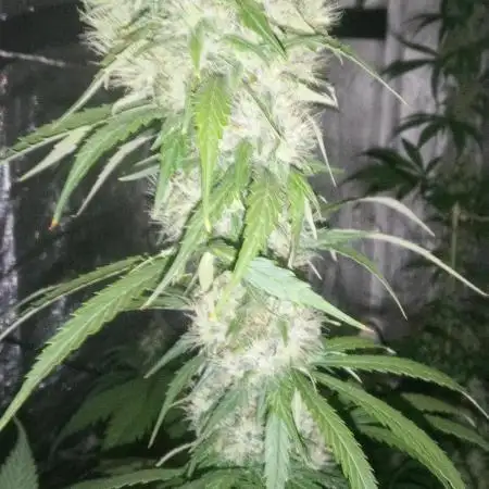 Mimosa & Kush ... RQS