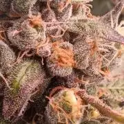 Wedding cake rQs