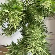 Genéticas aleatórias, dezembro25.