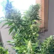 Genéticas aleatórias, dezembro25.