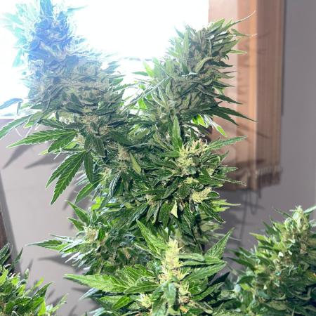 Genéticas aleatórias, dezembro25.