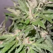 Genéticas aleatórias, dezembro25.