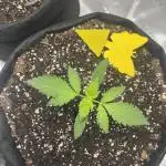 Gorilla Cookies & Zkittles (Fast Buds)