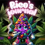 Skunk et Super Skunk Sensi Seeds