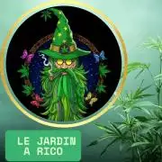 Skunk et Super Skunk Sensi Seeds