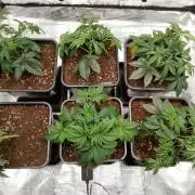 Skunk et Super Skunk Sensi Seeds