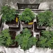 Skunk et Super Skunk Sensi Seeds