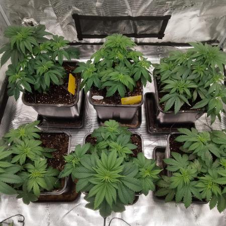 Skunk et Super Skunk Sensi Seeds