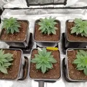Skunk et Super Skunk Sensi Seeds