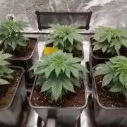 Skunk et Super Skunk Sensi Seeds