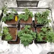 Skunk et Super Skunk Sensi Seeds