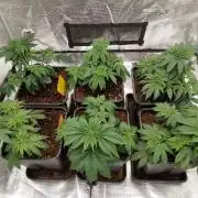 Skunk et Super Skunk Sensi Seeds